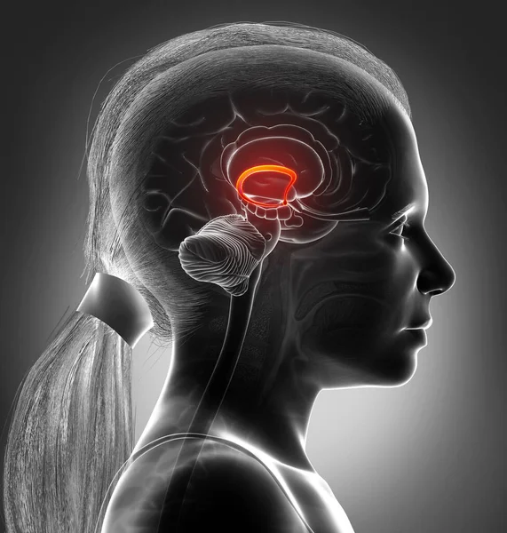 Renderizado Medicamente Ilustração Precisa Fornix Cérebro Menina — Fotografia de Stock
