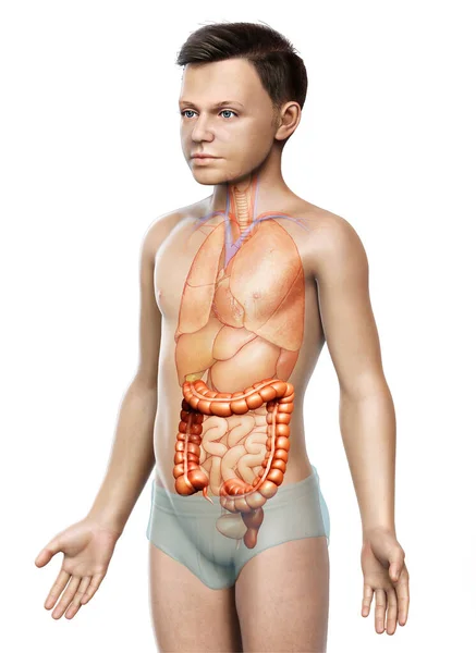 Renderizado Ilustración Médicamente Precisa Anatomía Del Intestino Grueso Del Niño — Foto de Stock
