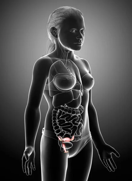 Gemaakt Medisch Nauwkeurige Illustratie Van Jong Meisje Uterus Anatomie — Stockfoto