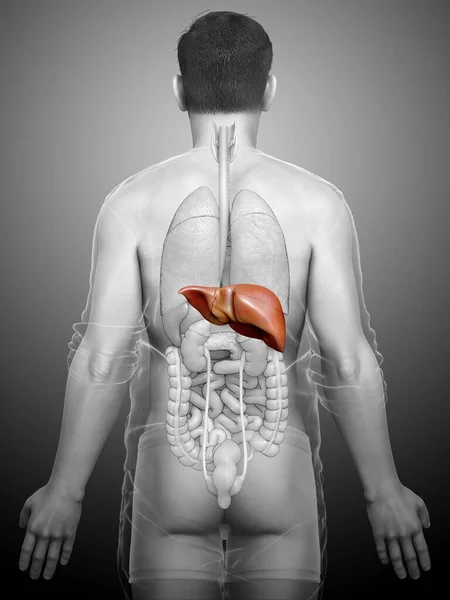 Gerenderte Medizinisch Korrekte Darstellung Der Männlichen Leberanatomie — Stockfoto