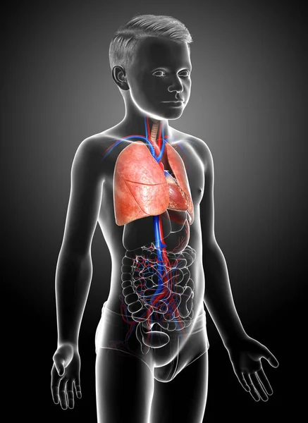 Weergegeven Medisch Nauwkeurige Illustratie Van Een Jonge Jongen Long Anatomie — Stockfoto