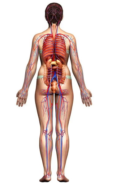 Renderizado Ilustración Médicamente Precisa Órganos Internos Femeninos Sistema Circulatorio —  Fotos de Stock
