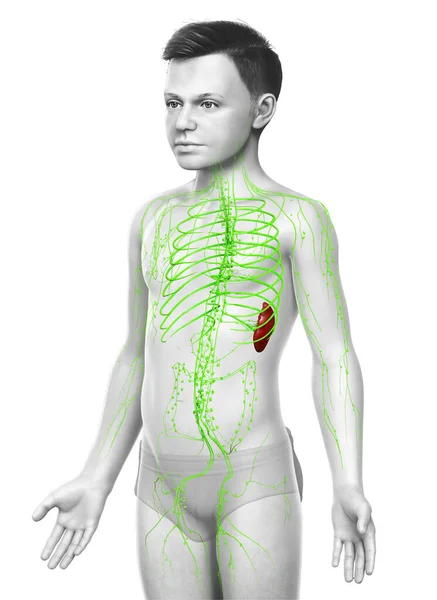 Renderowane Medycznie Dokładna Ilustracja Młodego Chłopca Układu Limfatycznego — Zdjęcie stockowe