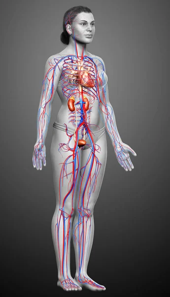 Reso Illustrazione Clinicamente Accurata Dei Reni Femminili Del Sistema Circolatorio — Foto Stock