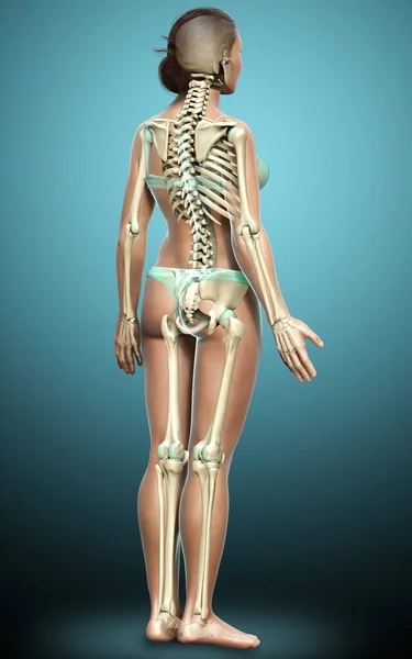 Renderizado Ilustración Médicamente Precisa Sistema Esqueleto Femenino — Foto de Stock