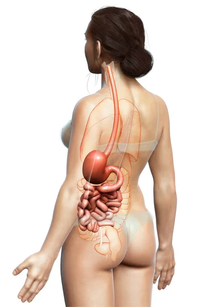 Renderizado Ilustração Medicamente Precisa Estômago Feminino Intestino Delgado — Fotografia de Stock