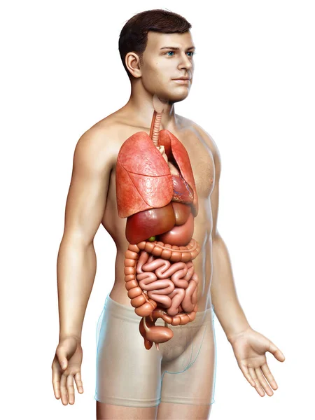 Provedená Lékařsky Přesná Ilustrace Mužských Vnitřních Orgánů — Stock fotografie