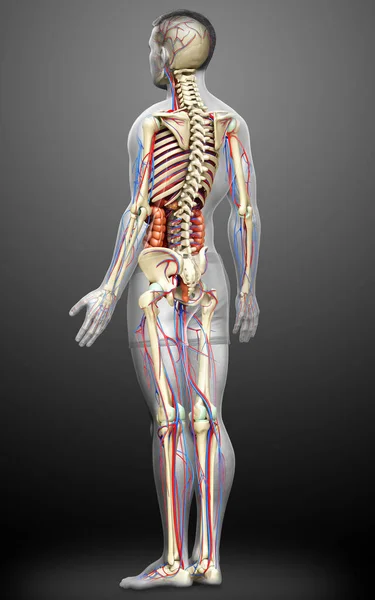 Gerenderte Medizinisch Korrekte Darstellung Der Männlichen Inneren Organe Des Skeletts — Stockfoto