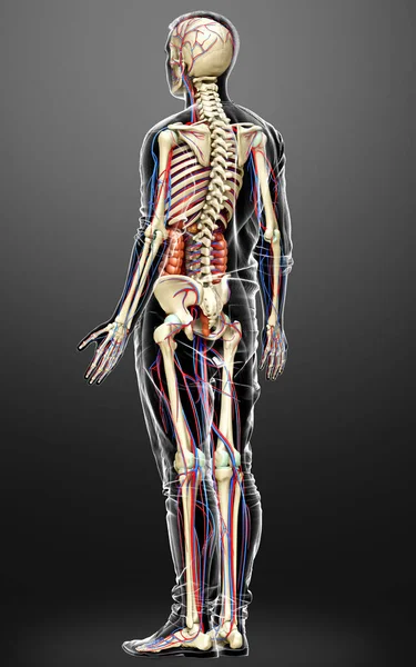 Gerenderte Medizinisch Korrekte Darstellung Der Männlichen Inneren Organe Des Skeletts — Stockfoto