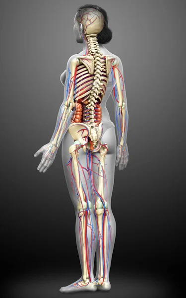 Καθιστούν Ιατρικά Ακριβή Απεικόνιση Των Γυναικείων Εσωτερικών Οργάνων Σκελετού Και — Φωτογραφία Αρχείου