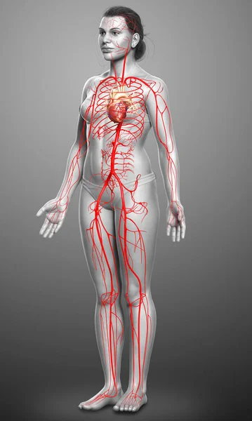 3Dは 女性の動脈の医学的に正確なイラストをレンダリング — ストック写真