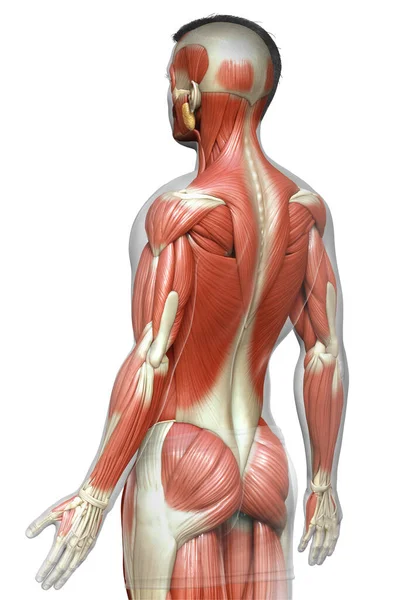 Rendered Medically Accurate Illustration Male Muscle System — Stock Photo, Image