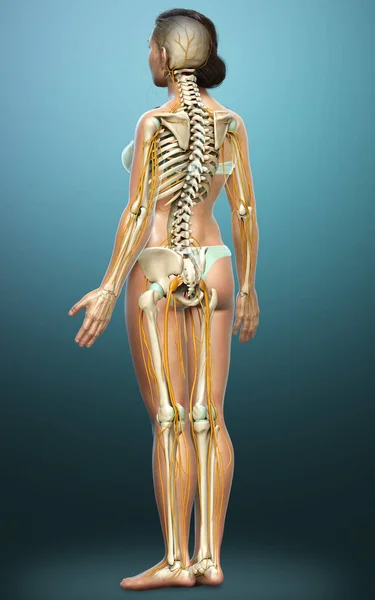 Reso Illustrazione Clinicamente Accurata Sistema Nervoso Femminile Sistema Scheletrico — Foto Stock