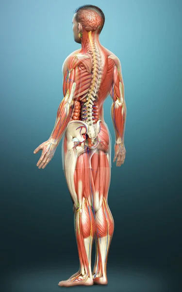 3Dは男性の解剖学の医学的に正確なレンダリング — ストック写真