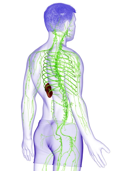 3Dは男性リンパ系の医学的に正確なイラストをレンダリングしました — ストック写真