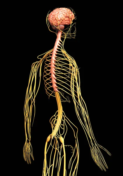 Ilustrarea Corectă Din Punct Vedere Medical Sistemului Nervos — Fotografie, imagine de stoc