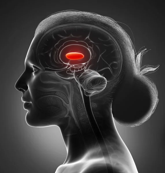 Renderizado Ilustración Médicamente Precisa Una Anatomía Cerebral Femenina Globo Lateral — Foto de Stock