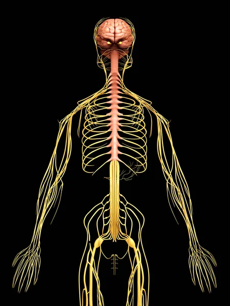 Renderizado Ilustración Médicamente Precisa Del Sistema Nervioso —  Fotos de Stock