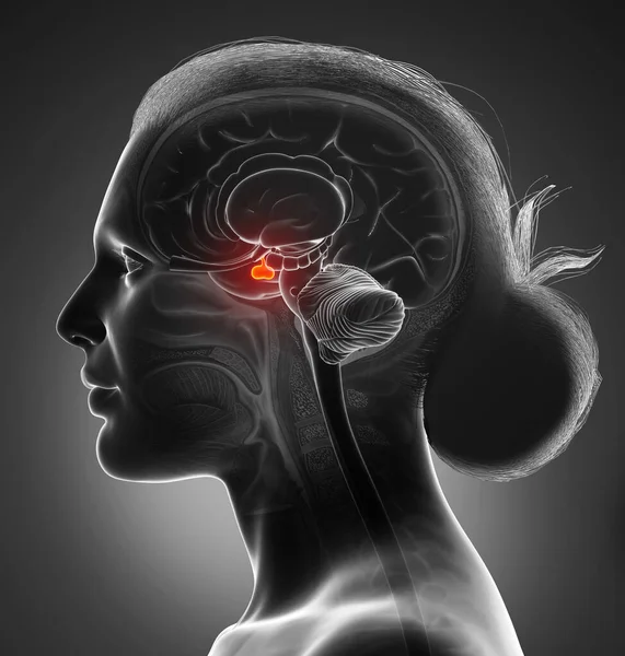 Representación Médica Ilustración Una Mujer Anatomía Cerebral Glándula Pituitaria Sección —  Fotos de Stock
