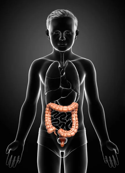 Renderizado Ilustración Médicamente Precisa Anatomía Del Intestino Grueso Del Niño —  Fotos de Stock