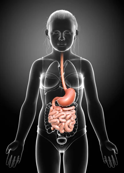 3Dレンダリング 若い女の子の胃や小腸の医学的に正確なイラスト — ストック写真