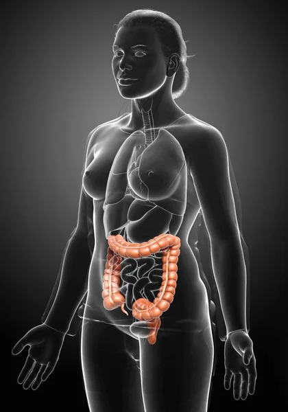 3D表现 女性大肠解剖学医学上准确的描述 — 图库照片