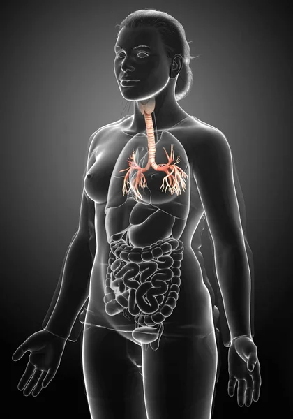 3D illustration of Larynx Trachea Bronchi Part of Respiratory System.