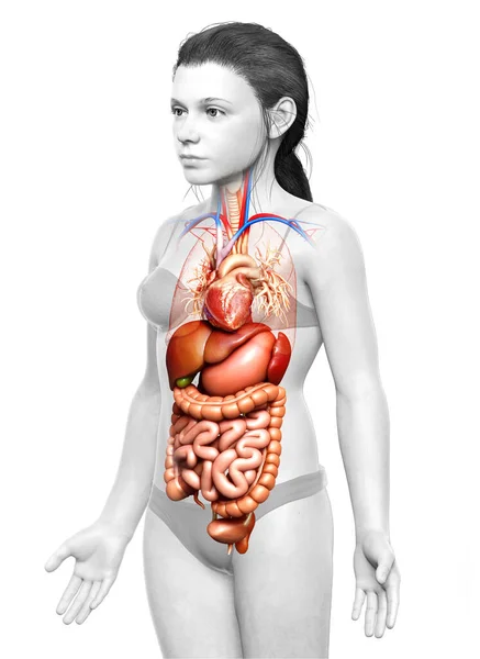 Renderizado Ilustração Medicamente Precisa Jovem Menina Sistema Digestivo — Fotografia de Stock
