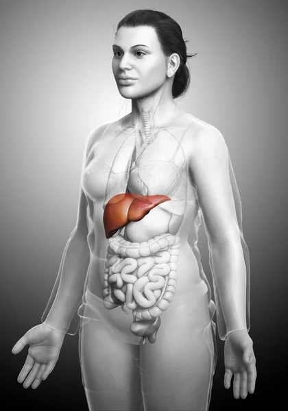 Renderowana Medycznie Dokładna Ilustracja Kobiecej Anatomii Wątroby — Zdjęcie stockowe