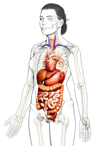 Rendu Illustration Médicalement Précise Système Digestif Féminin Cœur — Photo