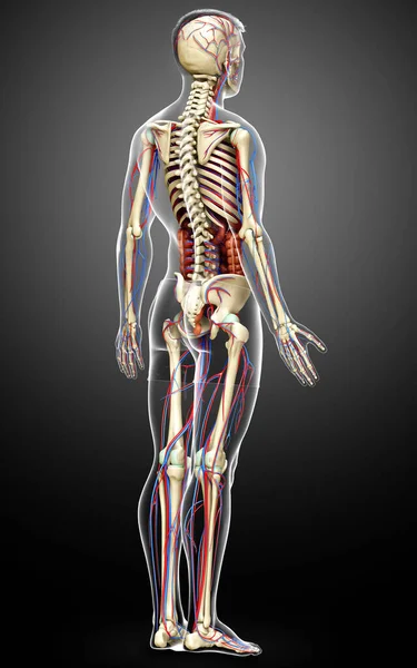 Gerenderte Medizinisch Korrekte Darstellung Der Männlichen Inneren Organe Des Skeletts — Stockfoto