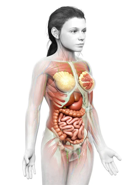 Medisch Accuraat Gemaakt Van Jonge Meisje Anatomie — Stockfoto