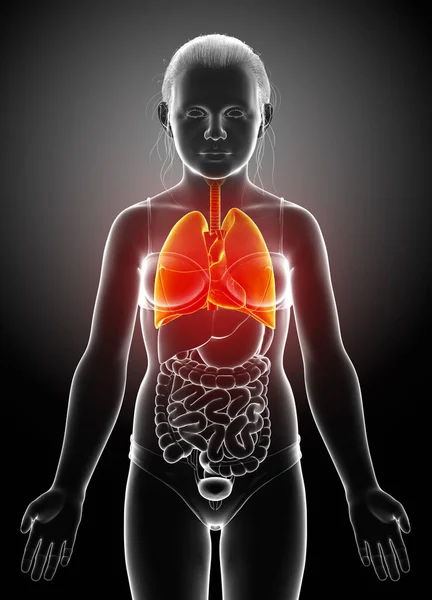 Renderowane Medycznie Dokładna Ilustracja Młodej Dziewczyny Anatomii Płuc — Zdjęcie stockowe