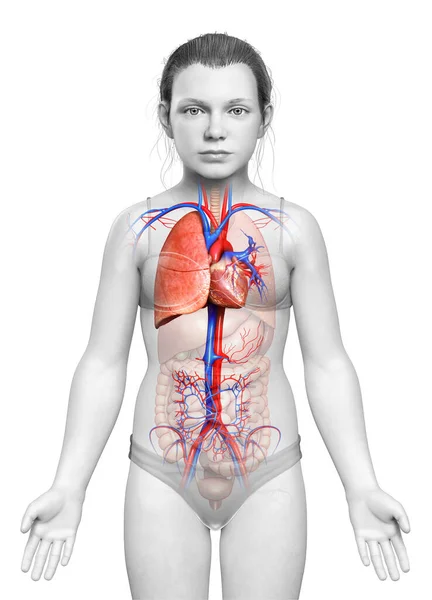 Renderizado Ilustración Médicamente Precisa Una Anatomía Pulmonar Chica Joven —  Fotos de Stock