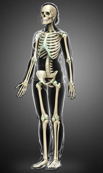 Rendered Medically Accurate Illustration Female Skeleton System — Stock Photo, Image