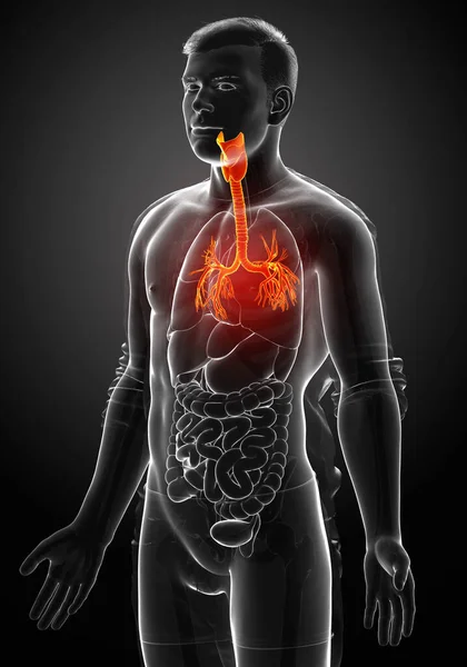 3D illustration of Larynx Trachea Bronchi Part of Respiratory System.