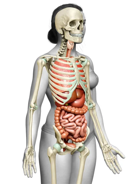 Medisch Nauwkeurige Illustratie Van Vrouwelijke Inwendige Organen Skelet Syste — Stockfoto