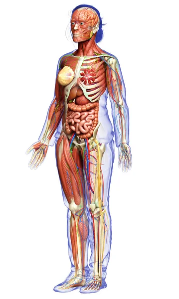 Rendu Médicalement Précis Anatomie Féminine — Photo