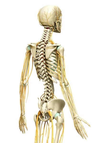 Gerenderte Medizinisch Genaue Darstellung Des Nervensystems Und Des Skelettsystems — Stockfoto