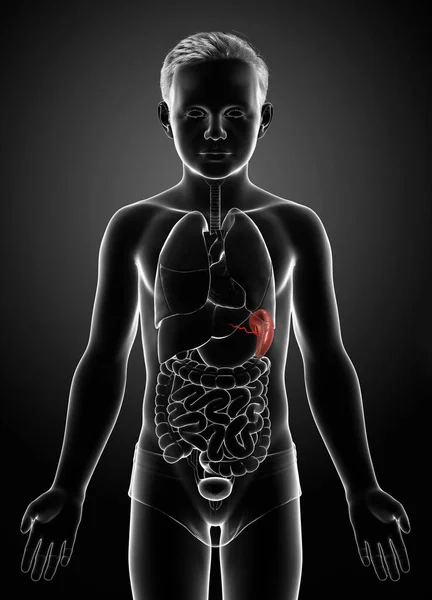 Boyutlu Tıbben Doğru Genç Bir Çocuğun Dalak Anatomu — Stok fotoğraf
