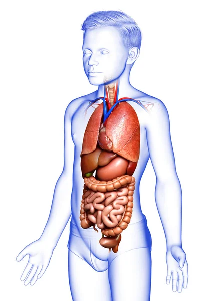 3D对年幼男孩的内脏器官进行了精确的医学描述 — 图库照片