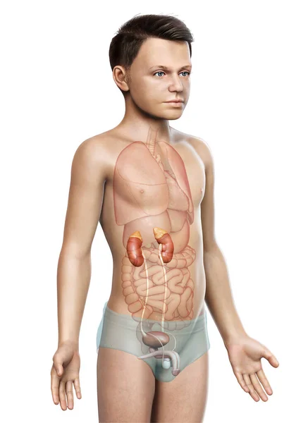 Boyutlu Tıbbi Olarak Genç Çocuğun Böbrek Anatomisini Gösteriyor — Stok fotoğraf