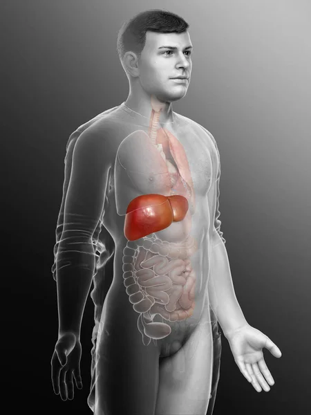 Boyutlu Erkek Karaciğer Anatomisinin Tıbben Doğru Çizimi — Stok fotoğraf