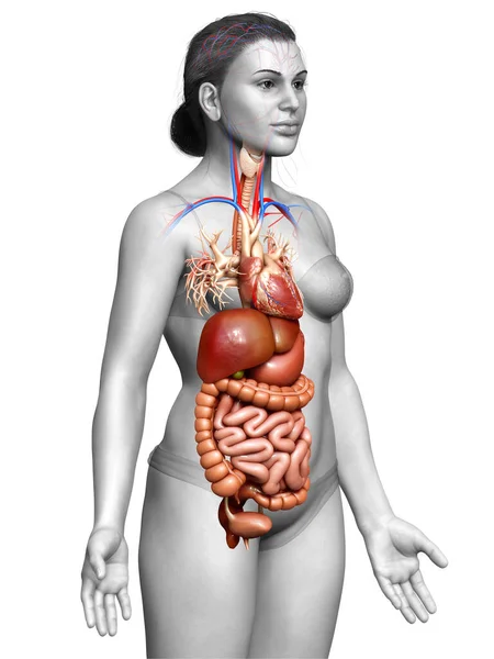 Rendered Medically Accurate Illustration Female Digestive System Heart — Stock Photo, Image