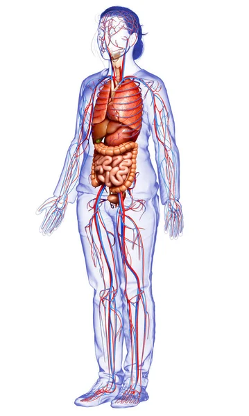 Darstellung Des Weiblichen Kreislaufsystems Und Der Inneren Organe — Stockfoto