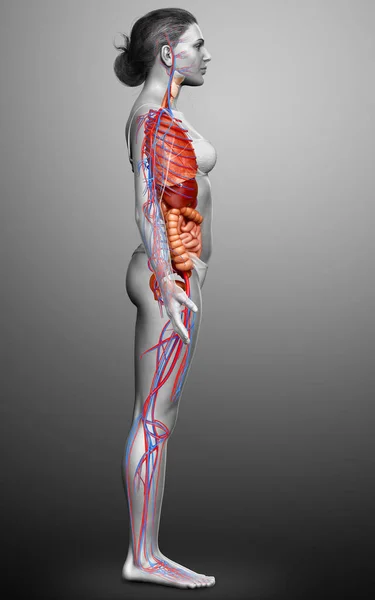 Medisch Nauwkeurige Illustratie Van Vrouwelijke Bloedsomloop Interne Organen — Stockfoto