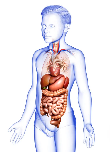 Renderizado Ilustración Médicamente Precisa Niño Sistema Digestivo —  Fotos de Stock