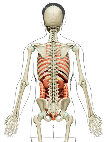 Gjorde Medicinskt Korrekt Illustration Manliga Inre Organ Och Skelett System — Stockfoto