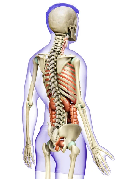 Тривимірна Медично Точна Ілюстрація Чоловічих Внутрішніх Органів Скелетної Системи — стокове фото