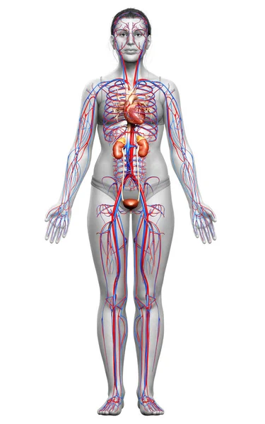 Gerenderte Medizinisch Korrekte Darstellung Der Weiblichen Nieren Und Des Kreislaufsystems — Stockfoto